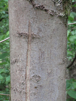 Kreuz in einer Baumrinde bei Wolperath
