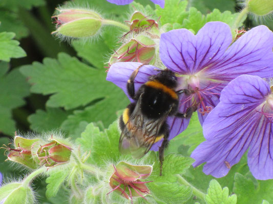 Hummel