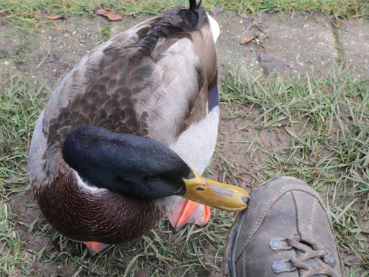 von knabernden Enten