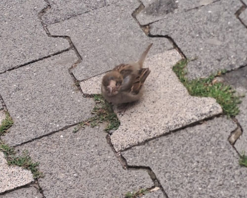 junger Spatz