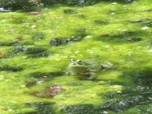 Frosch in Bayern