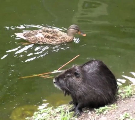 Nutria