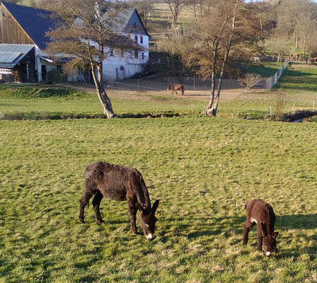 Mutter mit Jungtier "Hermine"