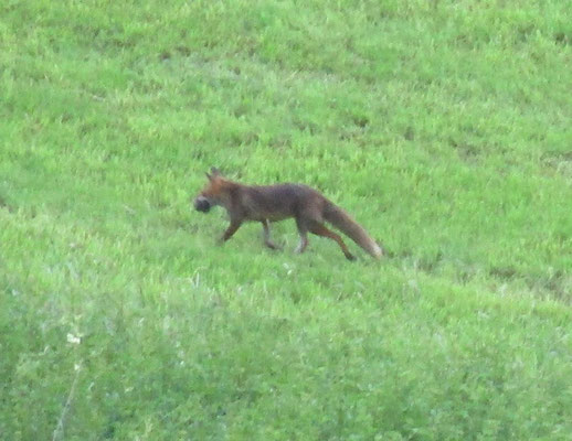 Fuchs bei Wolfsegg