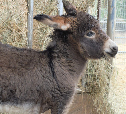 Eselfohlen im City Camp