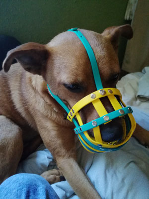 Biothane Maulkorb, Maulkorb, Biothane, Hundezubehör, Biothane Hundezubehör, Nosefree Maulkorb, Biothane Nosefree Maulkorb