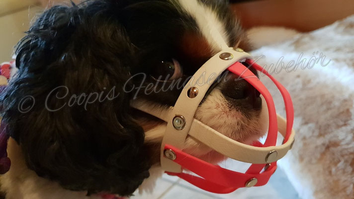 Biothane Maulkorb, Maulkorb, Biothane, Hundezubehör, Biothane Hundezubehör, 