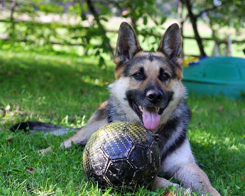 spielender Hund