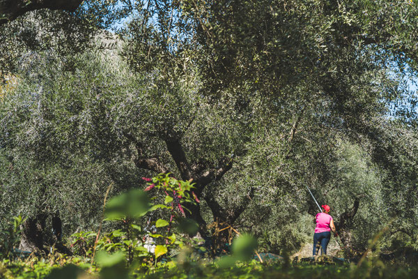 Olivenernte Inh. Chloe Dimitriadis