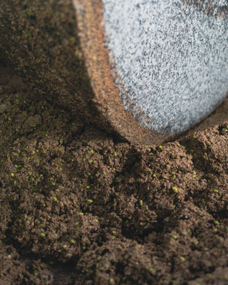 Die Steinmühle setzt sich in Bewegung und zermahlt die frisch geernteten Oliven zu einer dichten, aromatischen Paste