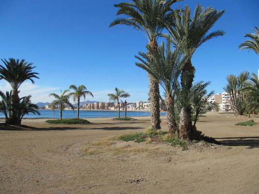 ein Augenschmaus - Strand mit Palmen