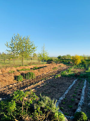 Der Gemüsegarten.