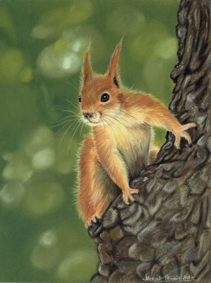 Eichhörnchen- 18x24cm - Freie Arbeit / März-2023