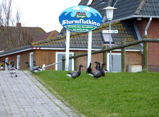 Erste Gäste im Frühling