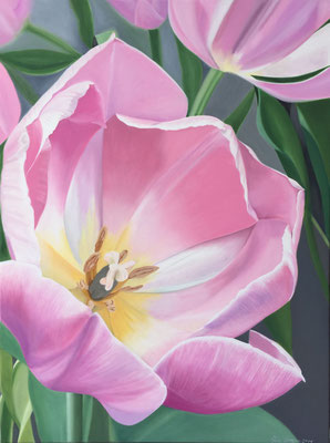 Tulip rosé - Öl auf Leinwand, 60 x 80 cm,