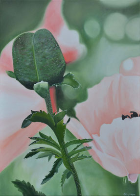Poppy Rosé 2 - Öl auf Leinwand, 50 x 70 cm