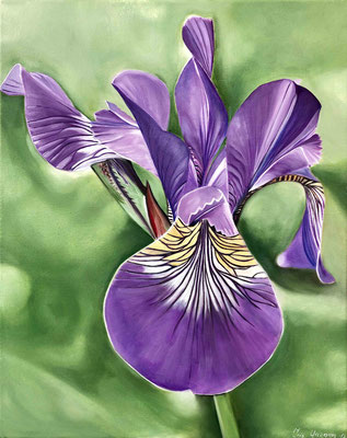 Iris-Flower - Öl auf Leinwand, 40 x 50 cm