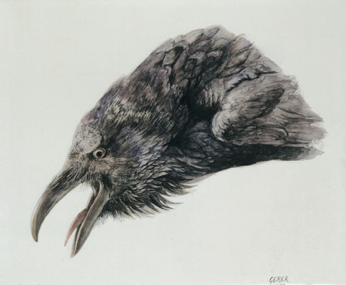 Kolkrabe. Aquarell