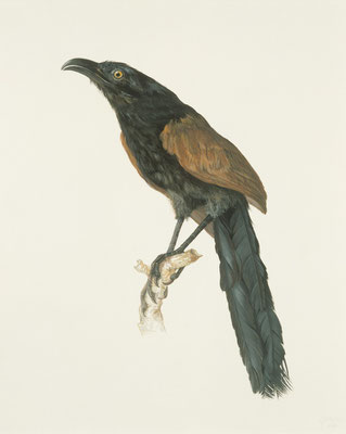 Heckenkuckuck.Gouache auf Papier.