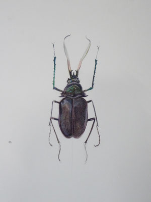 Chilenischer Hirschkäfer.Gouache auf Papier.