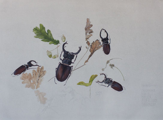 HirschkäferGouache auf Papier.