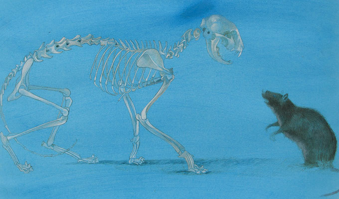 Katzenskelett und Ratte.Gouache auf Papier.