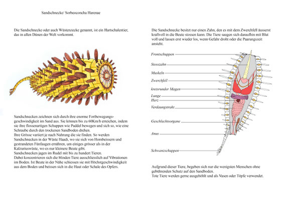 Sandschnecke