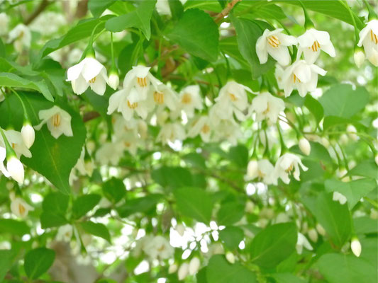 山椒 Cocorobaへようこそ 健やかで心地良い暮らしをご一緒に 山椒 Cocorobaへようこそ 健やかで心地良い暮らしをご一緒に