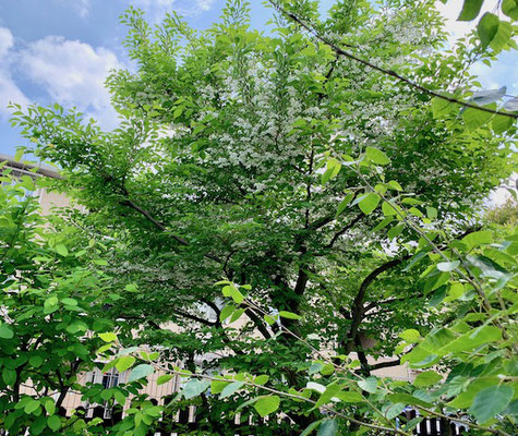 山椒 Cocorobaへようこそ 健やかで心地良い暮らしをご一緒に 山椒 Cocorobaへようこそ 健やかで心地良い暮らしをご一緒に
