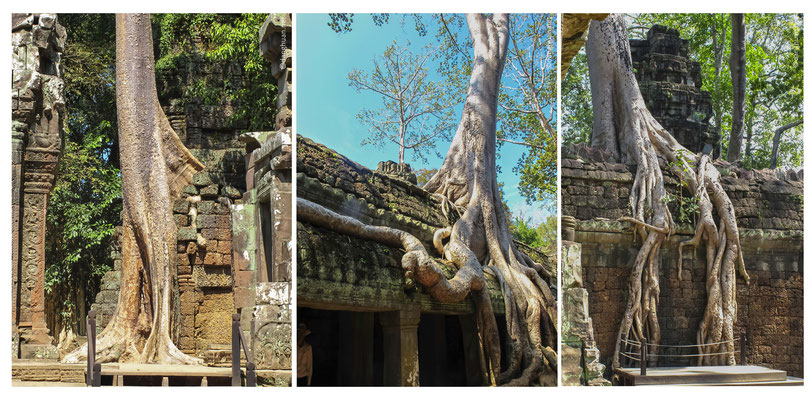 Ta Prohm : Ce temple servait à la fois de monastère royal et d'université dédiée à la mère du roi, considérée comme l'incarnation de la sagesse