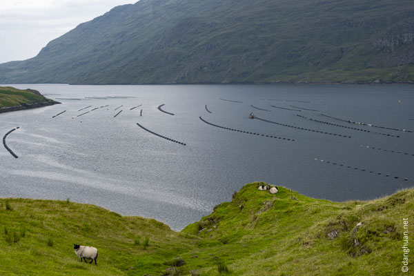 Remontée de l'unique réel fjord irlandais