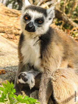 Lémurien Maki au site d'Anja