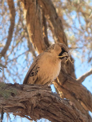 Républicain social (Philetairus socius) : une espèce de passereau endémique de l'Afrique Australe