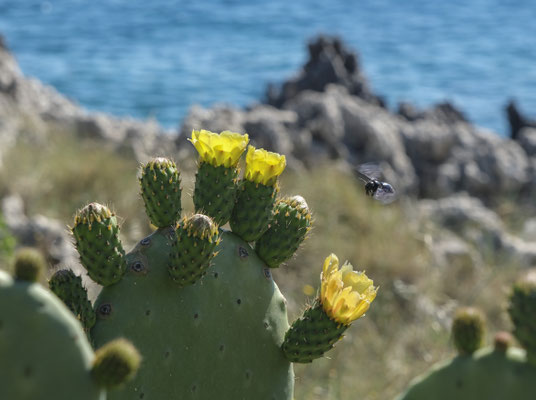 Dans les jardins du port d'Agios Nikolaos