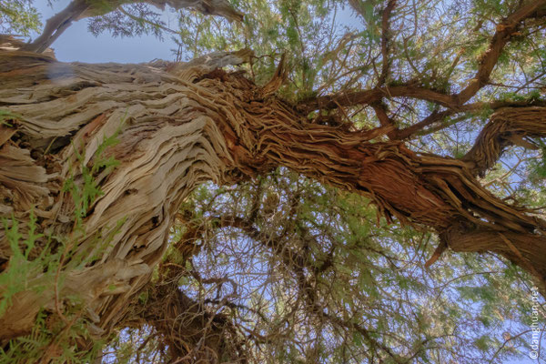 Selon la légende, l'arbre a été planté pour signaler la tombe d'un général d'Alexandre Le Grand 