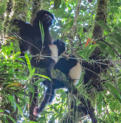 Lémur vari noir et blanc - Espèce endémique menacée par le braconnage, mais surtout par le recul de son habitat forestier (parc Ranomafana, Madagascar). Prise de vue après 30' de poursuite dans la forêt primaire et une bonne chute