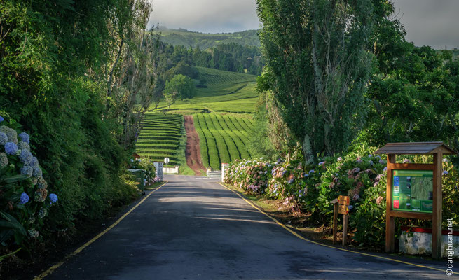 Randonnée dans la plantation de thé de Gorreana (la seule en Europe)