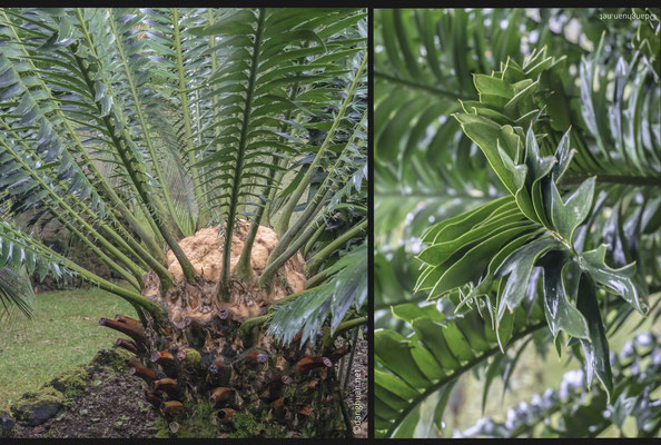 Jardin Terra Nostra - les Cycas