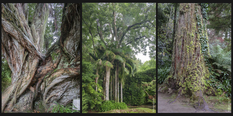 Jardin Terra Nostra