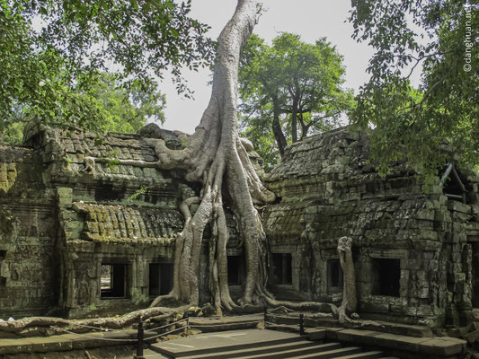 Ta Prohm : les arbres Banyan et kapokiers géants (âgés de 600 ans) se dressent au milieu des ruines