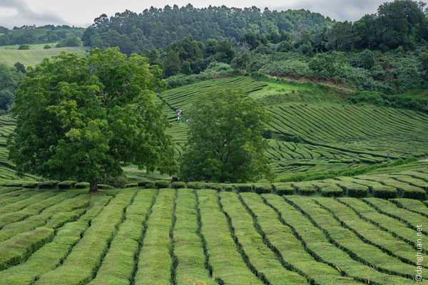 Randonnée dans la plantation de thé de Gorreana (la seule en Europe)