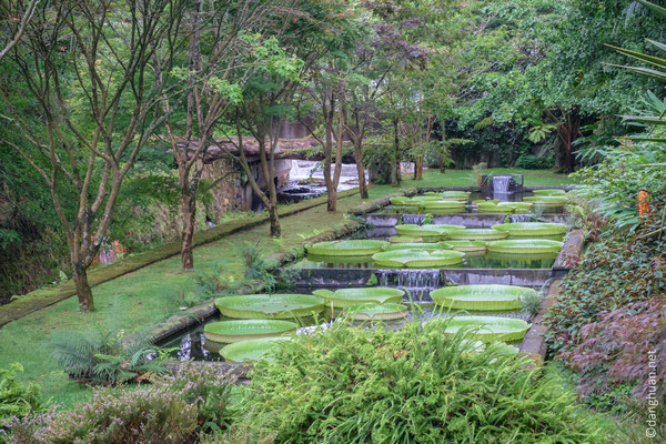 Jardin Terra Nostra, les nénuphars ont un diamètre de 2m et pèsent 6 Kgs