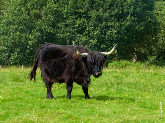 High lands Cow