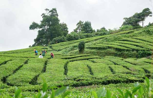 Randonnée dans la plantation de thé de Gorreana (la seule en Europe)