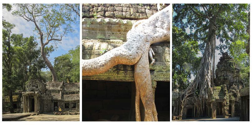 Ta Prohm : qui signifie "Ancêtre Brahma", en référence à Brahma, le dieu hindou de la création, a été construit sous le règne du roi Jayavarman VII au début du 13e siècle
