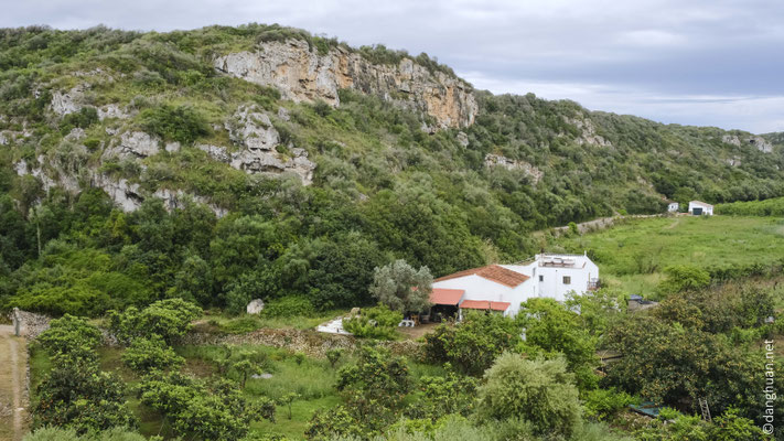 culture de nèfles