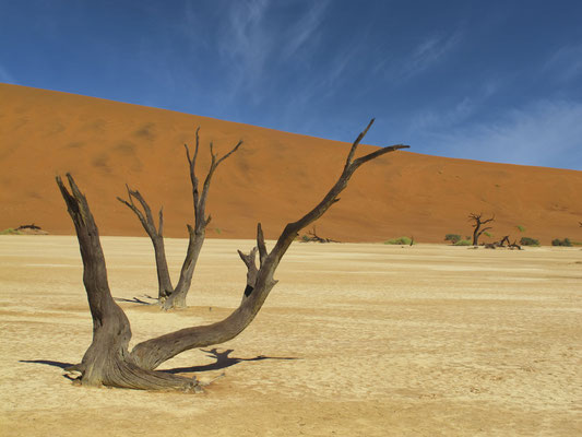 DeadVlei  - les Acacia erioloba 