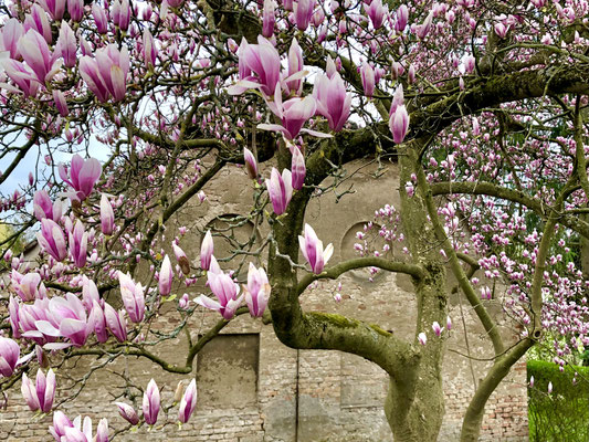 Magnolien blühen in Paretz