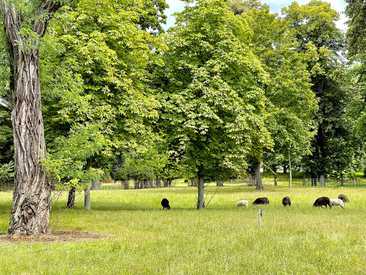 Schafe im Kirchpark Paretz