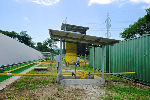 Lagoon digester for cattle manure